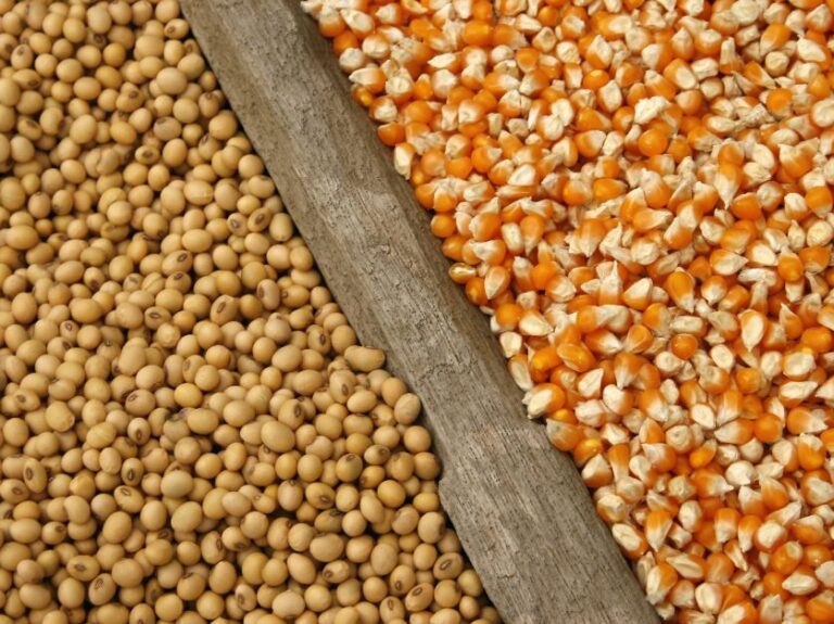 El Gobierno adelantó que se otorgarán subsidios  para 19.500 pequeños productores de soja y maíz