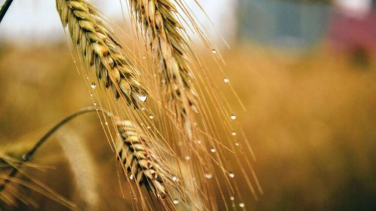Se disparan el trigo y el maíz tras agravarse la guerra entre Ucrania y Rusia