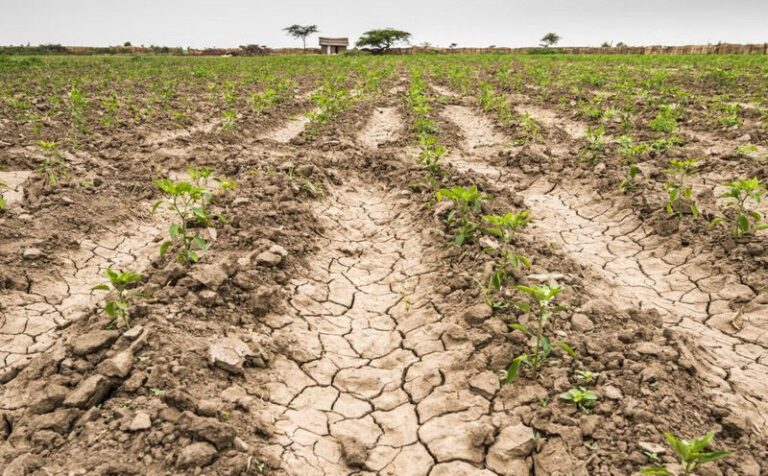 Hay 140 millones de hectáreas afectadas por la sequía: hasta cuándo se extendería este fenómeno