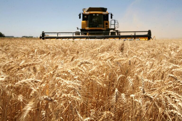 Se perdió el 10% del trigo sembrado en la región núcleo producto de la sequía