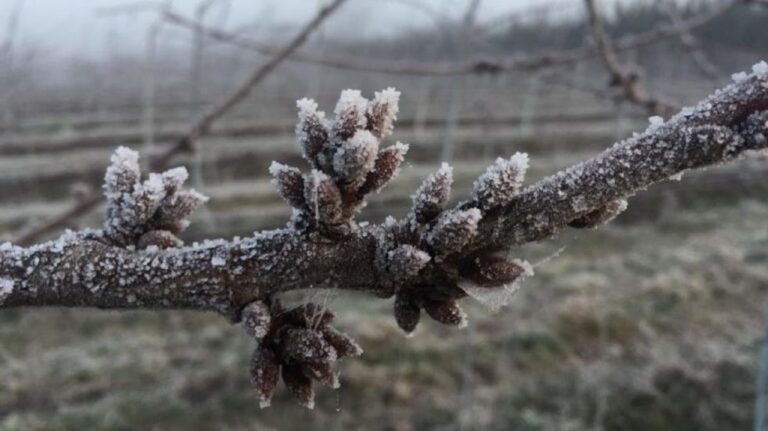Heladas tardías: advierten sobre «graves daños en las producciones de economías regionales del país»