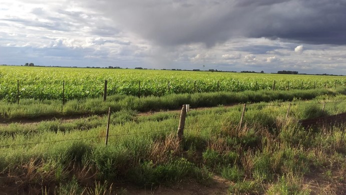 Sequía: Agricultura reconoció que las recientes lluvias no fueron suficientes para «reparar los daños»