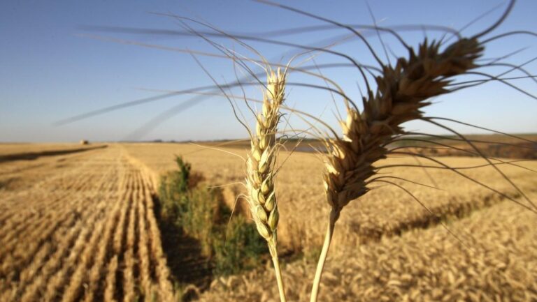 Argentina comenzará a exportar trigo a China