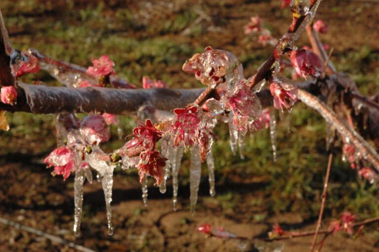 Mendoza: declaran estado de emergencia tras las fuertes heladas
