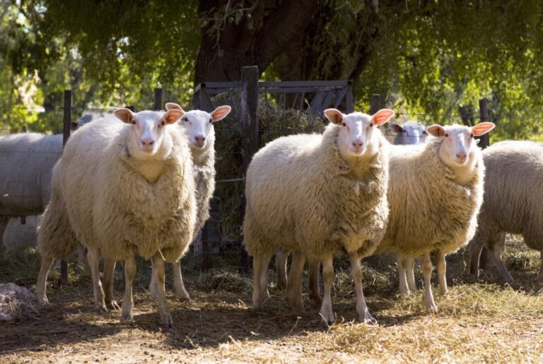 Patagonia: de qué se trata la compensación económica que comenzará a otorgar el Gobierno a los productores de lana