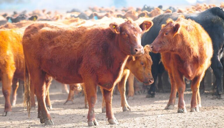 Informe: se recuperó un 5% el precio de la hacienda vacuna en lo que va del año