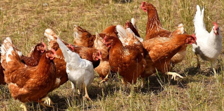 Las exportaciones de huevo industrializado crecieron un 20% en volumen