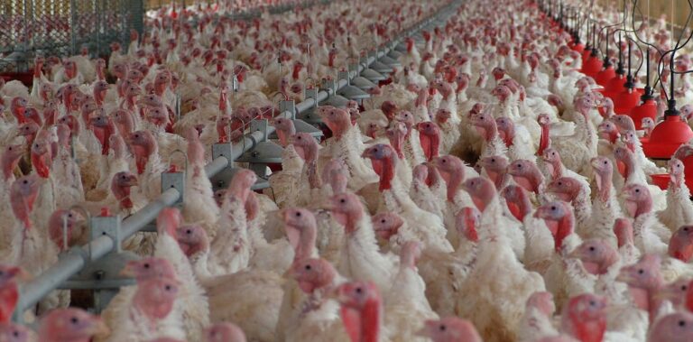 Todas las medidas que podría tomar el SENASA para controlar la gripe aviar