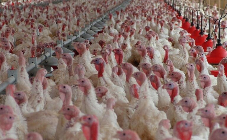 Gripe aviar: detectaron dos nuevos casos en Córdoba y Salta