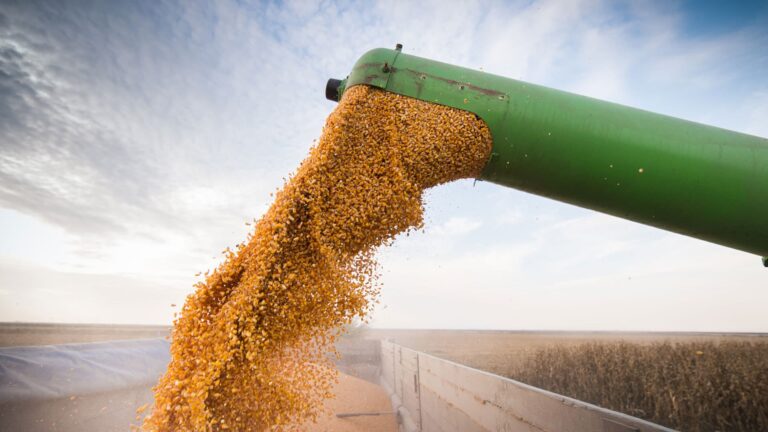 Productores sojeros llevan liquidados más de US$ 2.000 millones tras la implementación del Dólar Agro