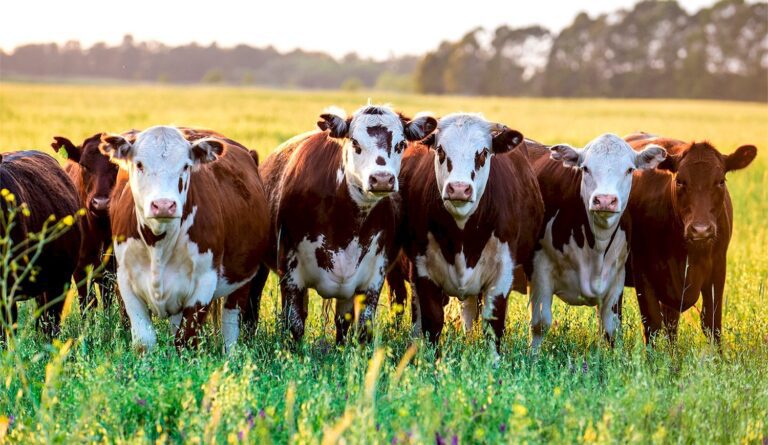 Agricultura otorga subsidios a productores bovinos: las condiciones para acceder