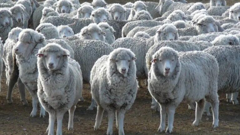 El Gobierno invierte en el sector agropecuario y lanza el Plan LanAr para productores ovinos