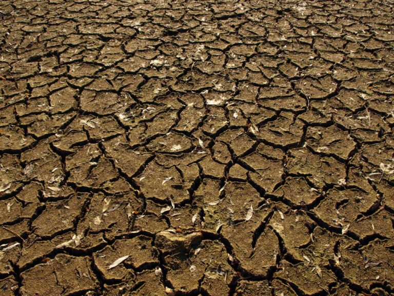 Declaran estado de emergencia agropecuaria en Córdoba y Neuquén por las duras sequías