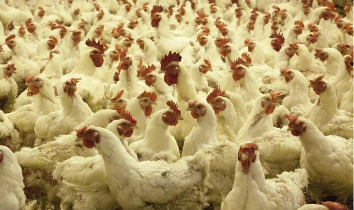 El Gobierno destina más de $7.000 millones para asistir al sector agropecuario por la gripe avícola