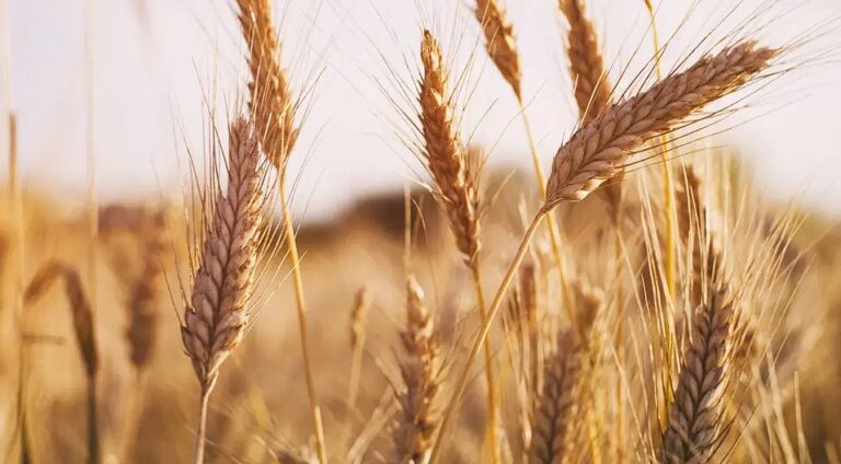 Cuál es el pronóstico de la siembra de trigo en la región pampeana tras las sequías