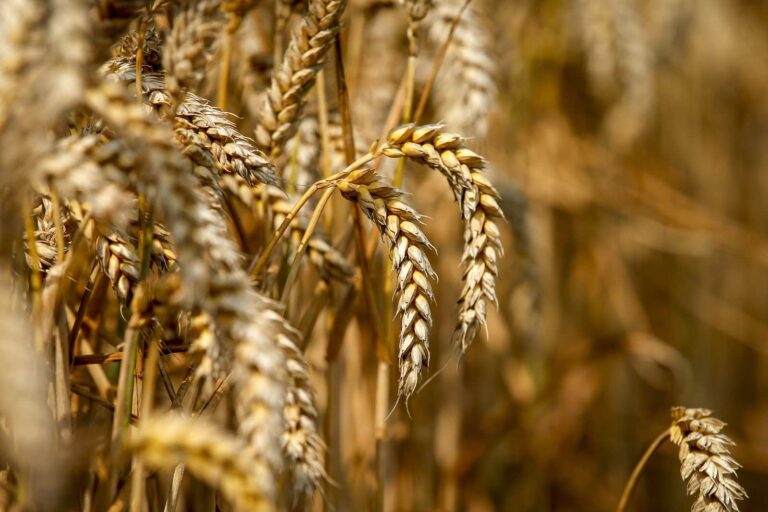 Comercio autorizó un nuevo incremento del 6% en el precio de referencia del trigo