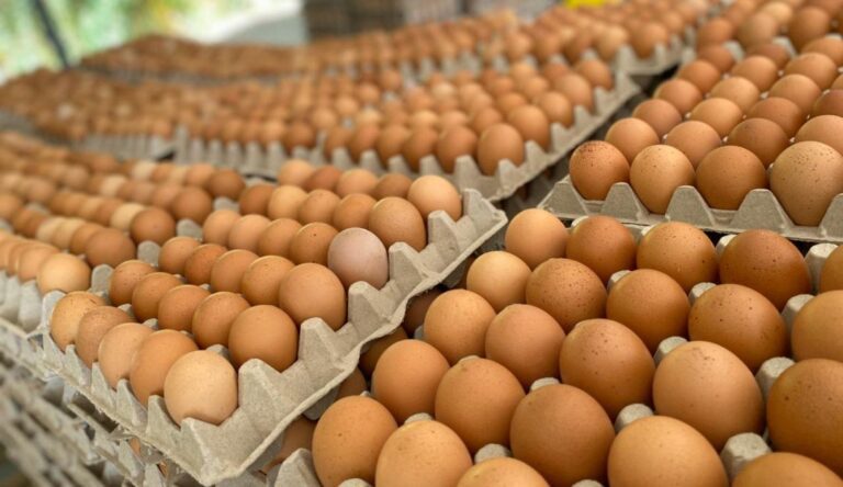 Diputados: proponen que el etiquetado frontal llegue a los huevos