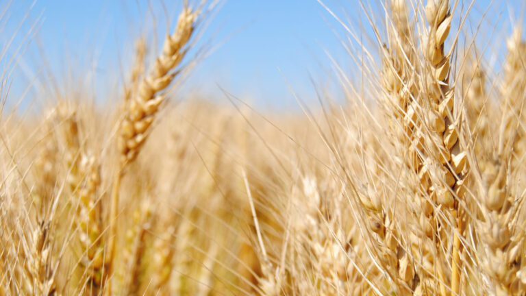 El Gobierno otorgará US$30 millones para asistir a productores de trigo y maíz