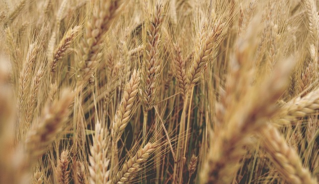 El Gobierno aseguró que la molienda de trigo creció 5% en los primeros cinco meses del año