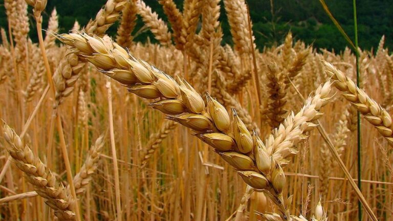 Más problemas para el agro: las intensas lluvias y el temporal podrían afectar duramente al trigo