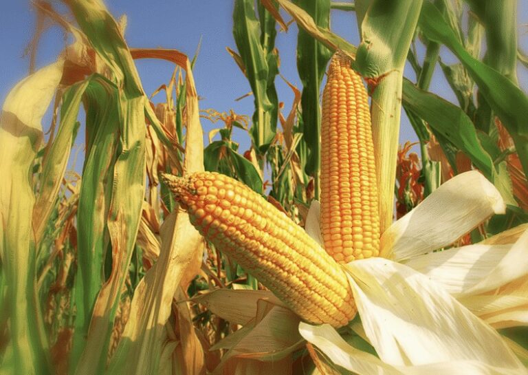 Vaticinan un récord para el maíz en la zona núcleo: «No se veían estas condiciones hace años»