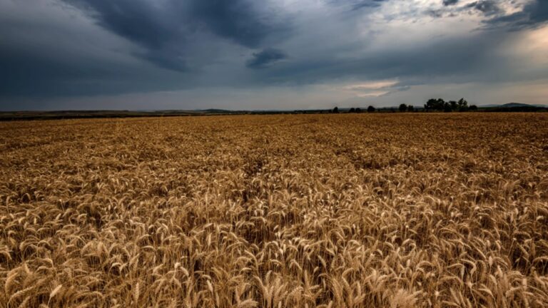 «El Niño» continúa complicando las cosechas del trigo: es el mayor retraso en cuatro años