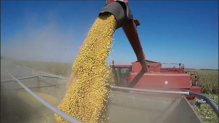 Una buena para el campo: la producción de maíz alcanzaría un récord este año