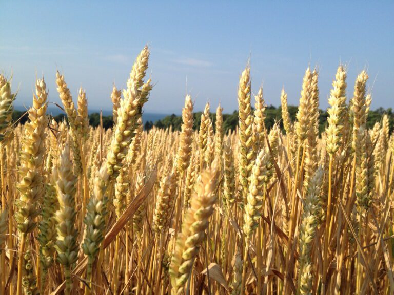 Esperan una suba del 84% de las exportaciones de trigo para este año