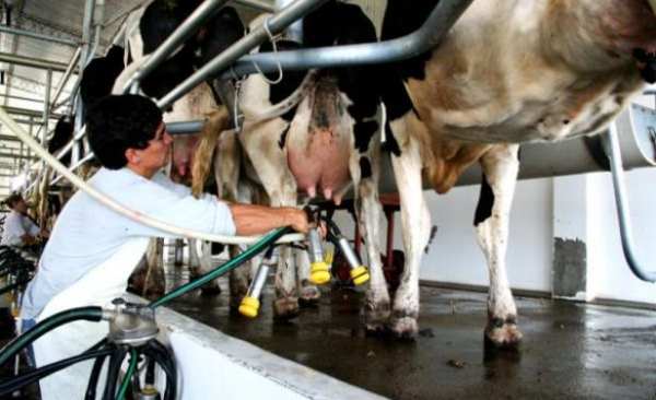 El sector lechero advierte que los productores sufrieron en  productividad y rentabilidad