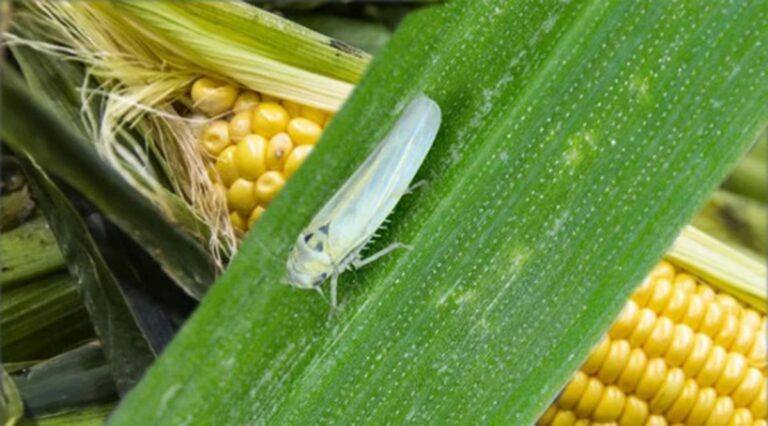 Efecto chicharrita: reducen en 11% las estimaciones de maíz