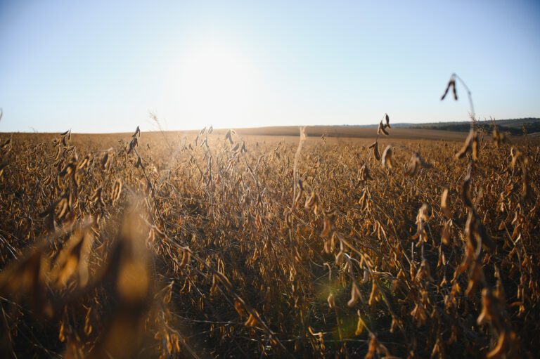 La segunda Seguros y la provincia de Córdoba lanzan una póliza agrícola multiriesgo
